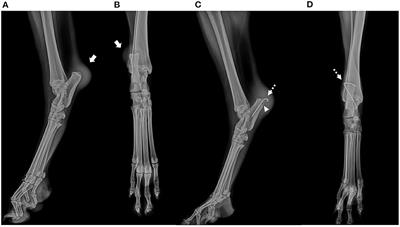 Case report: Block recession calcaneoplasty of the calcaneal tuber for treating lateral superficial digital flexor tendon luxation in a dog